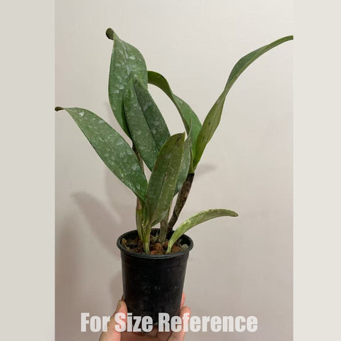 [Bare-root]Rlc. Mao-Shan Magic  茂山五彩 [In stock]