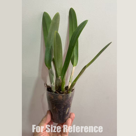 [Bare-root ]Rhyncholaelia digbyana [Feb in stock]