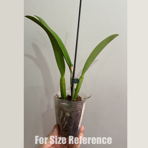 [Bare-root] Mcv.(Smbc.) Frances Fox 法國狐狸[Feb in stock]