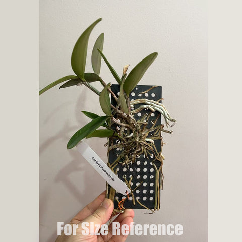 [Bare-Root]Cattleya Cattleya Peckaviensis 佩卡維 [Feb in stock]