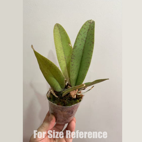 [Bare-root] Psychopsis Mariposa 蛾形文心[Feb in stock]