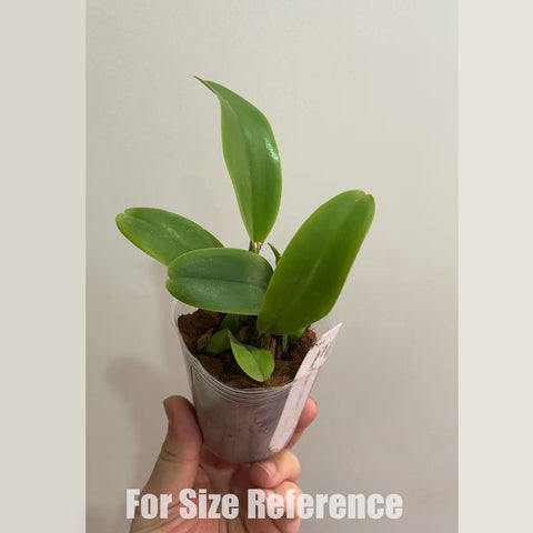 [Bare-root]Cattleya trianaei 'coerulea' 藍特里 [Feb in Stock]