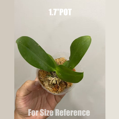 [Bare-root]Phal. I-Hsin Venus 'Sunkissed' 金樹二代 [Aug in Stock]