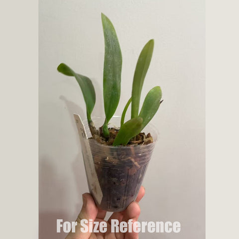 [Bare-root]C. schroederae 'Selected x KS'  [Feb in stock]