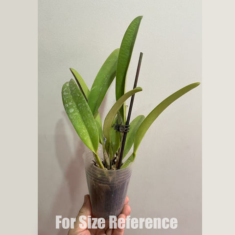 [Bare-root]Cattleya hardyana semi-alba 半白哈迪 [Feb in stock]