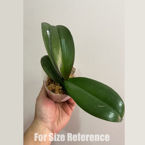 [Bare-root] Phal. Charming Flamingo 鮮明火鶴 [Feb in stock]