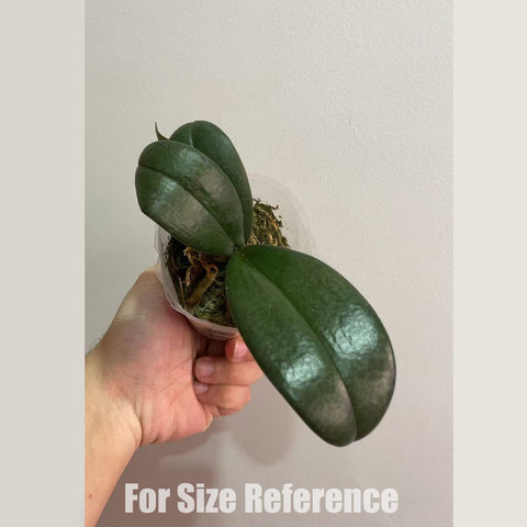 [Bare-root]Phal. Jiaho's Pink Girl 椎名櫻蘭 [Feb in stock]