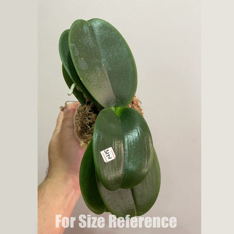 [Rooted] Phal. Haur Jih Fancy ‘Taida Red Jewel’ 台大紅寶石 [Feb in stock]