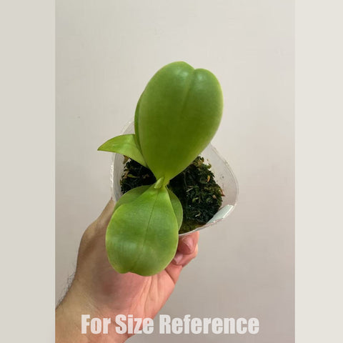 [Bare root]Phal. LL Blue Perfume ‘Lambor’ 藍博 [Feb in stock]