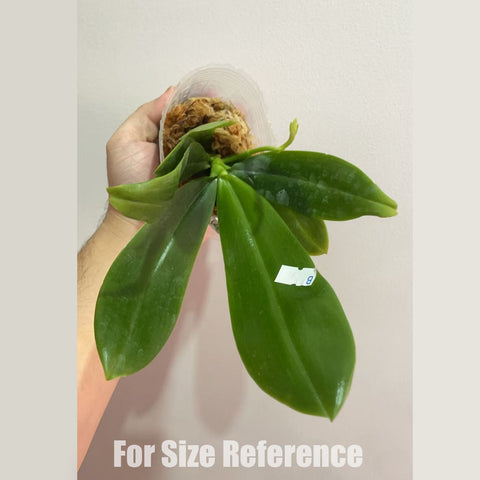 [Bare-root]Phal. tetraspis 'Wisp' 盾花蝴蝶 '青縷'[Feb in stock]