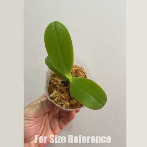 [Bare-root] Phal. cornu-cervi var. chattaladae (4N) × sib 超大紅鹿角4N [Feb in stock]