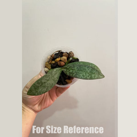 [Bare-root]Phal. lindenii × sib 林登蝴蝶蘭兄弟交 BS [Feb in stock]