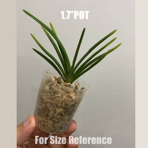 [Bare-root]Holcoglossum flavescens 西西公主 [Aug in Stock]