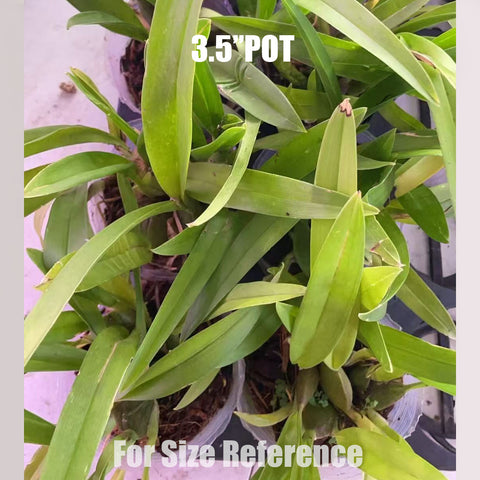 [Potted]Zgd. Calico Gem 豹斑寶石[Aug in stock]