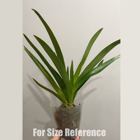 [Bare-Root]Phrag. Geralda 吉拉達 [Feb in Stock]