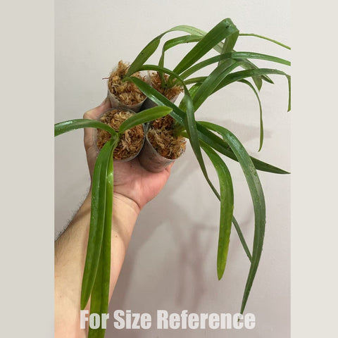 [Bare-root]Paph. esquirolei alba 大花帶葉兜蘭白變種 [Feb in stock]