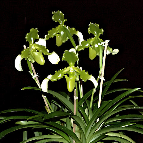 [Bare-root]Paph. esquirolei alba 大花帶葉兜蘭白變種 [Feb in stock]