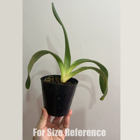[Bare-root] Paph. dianthum xsib 長瓣兜蘭  [Dec in Stock]