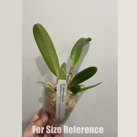 [Bare-root]C schroederae 舒羅 'concolor CH #1 X Copacabana' [Feb in stock]