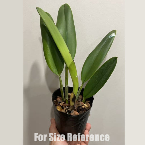 [Bare-root]Blc george king serendipity 喬治國王 [Feb in stock]