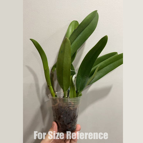 [Bare-Root] Rlc. Amazing Thailand 'Rainbow' 奇妙泰國彩虹 [Feb in stock]