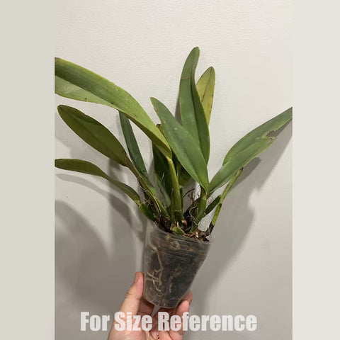 [Bare-root] Cattleya maxima f. alba 白馬 [Feb in stock]