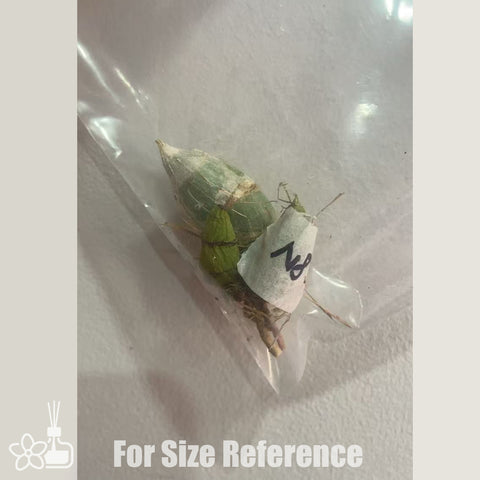 [Pseudobulb]Cl. Eunice Bragg 尤尼斯 [Feb in stock]