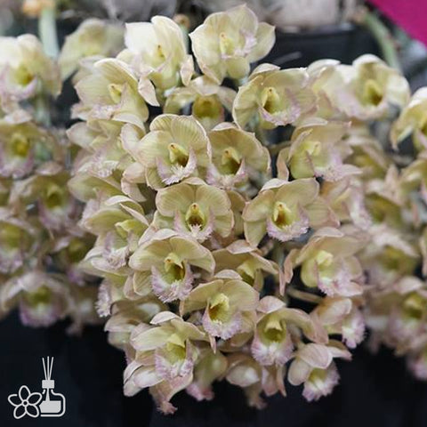 [Pseudobulb]Cl. Eunice Bragg 尤尼斯 [Feb in stock]