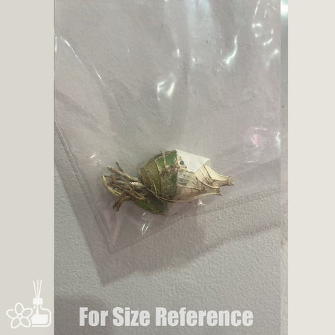 [Pseudobulb]Clo. Dragons Treasure 'J.E.M' AM/AOS [Feb in stock]