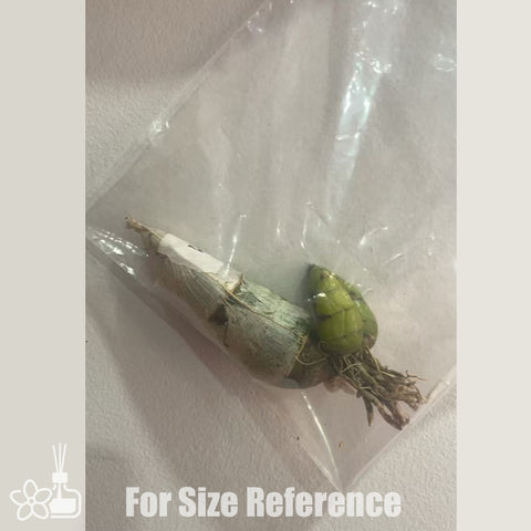 [Pseudobulb] Ctsm. Jamie Lawson 'XOXO' [Feb in stock]