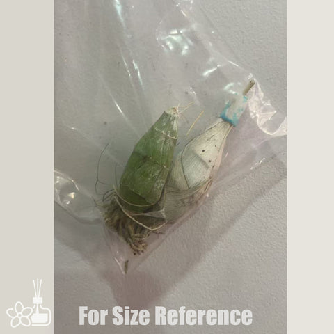 [Pseudobulb] Clowesetum Black Jade 黑玉 [Feb in stock]