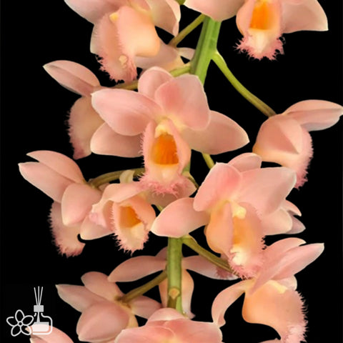 [Pseudobulb]Clo. Dragons Treasure 'J.E.M' AM/AOS [Feb in stock]