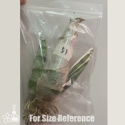 [Pseudobulb] FDK. After Dark 'Baker's Burgundy Smile' 酒紅微笑  [Feb in stock]