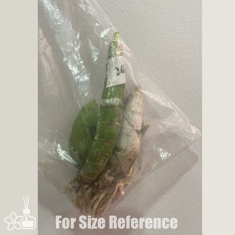 [Pseudobulb] FDK. Gemstones [Feb in stock]