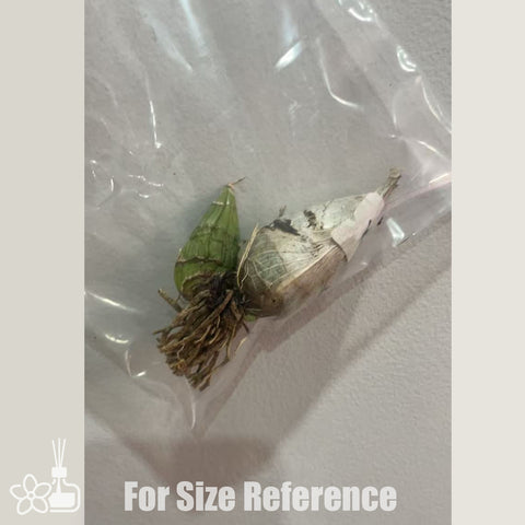 [Pseudobulb]Clowesetum Manny Tavarez 曼尼 [Feb in stock]