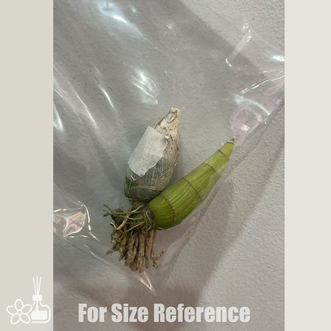 [Pseudobulb]Ctsm. Linda Vanella 'Pink' [Feb in stock]