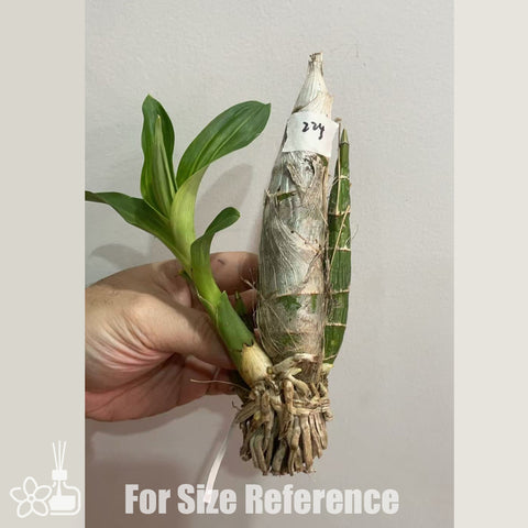 [Pseudobulb]  FDK. Desert Tenor 沙漠之音 [Feb in stock]