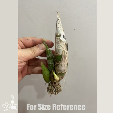 [Pseudobulb] FDK. Kelly Longley 'Black' [Feb in stock]