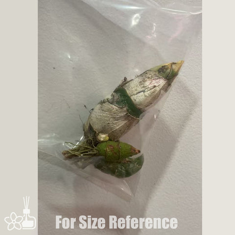 [Pseudobulb] Cyclodes Jumbo Rosy [Feb in stock]