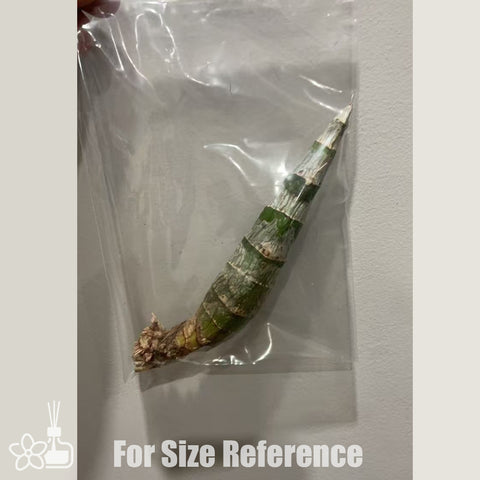 [AS-IS]FDK. After Dark 'Baker's Black Hole'黑洞 [Feb in stock]