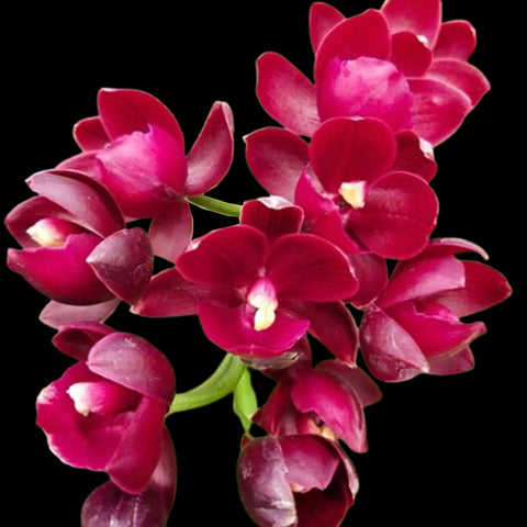 [Pseudobulb] Cyclodes Jumbo Rosy [Feb in stock]