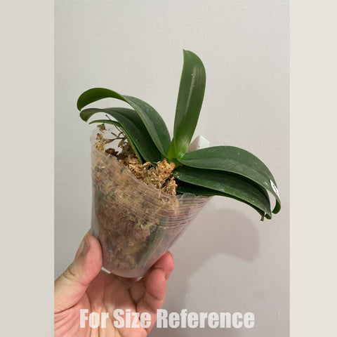 [Rooted] Rnthps. Chienlung Star River 星河 [Feb in stock]