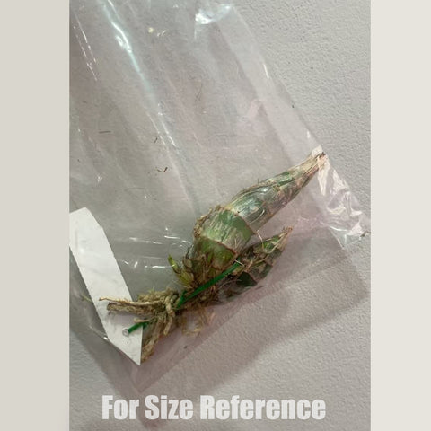 [Pseudobulb] Clowesia Grace Dunn 格蕾絲 [Feb in stock]