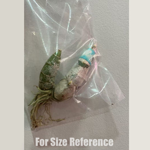 [Pseudobulb] Cyc. Wine Delight 'JEM' FCC/AOS 紅天鵝'JEM'  [Feb in stock]