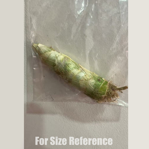 [Pseudobulb] Cyc. Mass Confusion 綠天鵝蘭大迷糊 [Feb in stock]