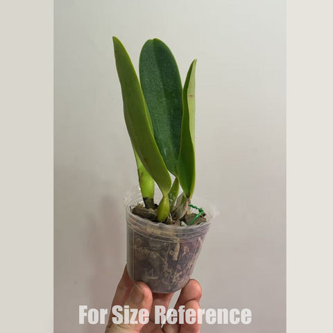 [Bare-root] C. C. G. Roebling 'Blue Indigo' 英帝哥 NBS [Feb in stock]