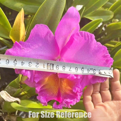 [Bare-root] RIc. Pink Empress ‘Bright Sun' 日盛 [Feb in stock]