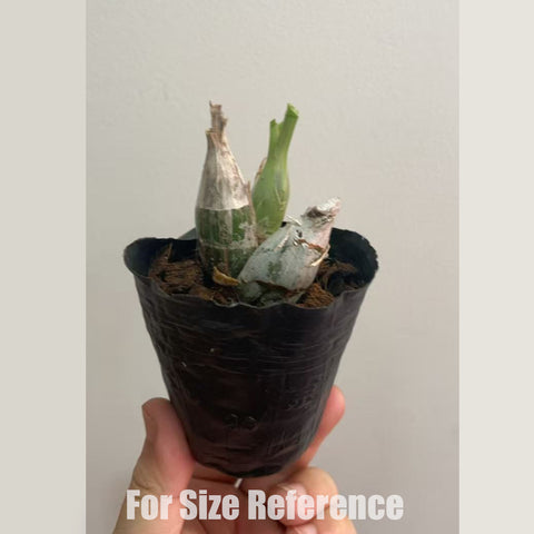 [Pseudobulb] Ctsm. fimbriatum x tigrinum 流蘇點 [Feb in stock]