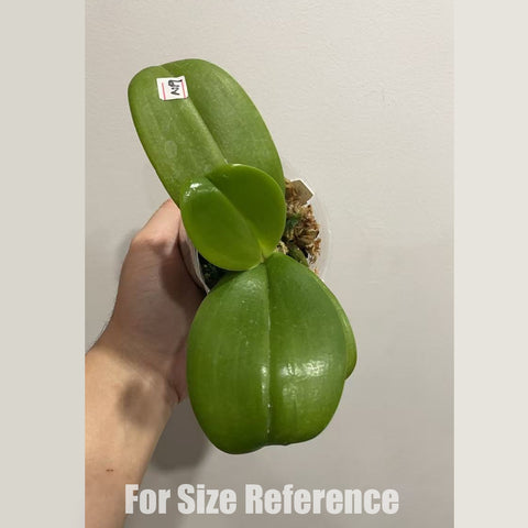 [Bare-root]Phal. Younger Little Blue ‘910’ 小藍莓910 [March in stock]