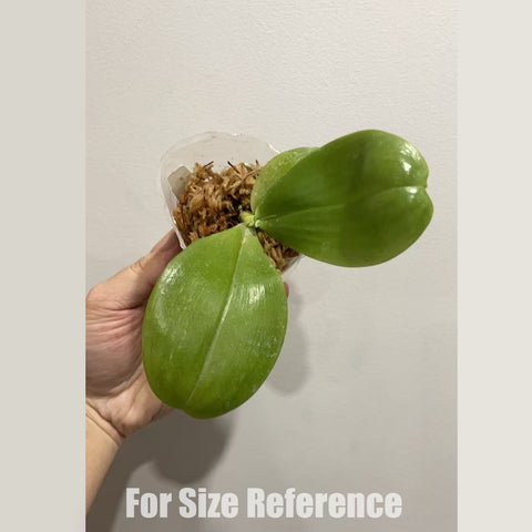 [Bare-root] Phal. Mituo Blue Bear 'Mituo#1' x  Mituo Golden Ticer "White Tiger AM/AOS [March in stock]